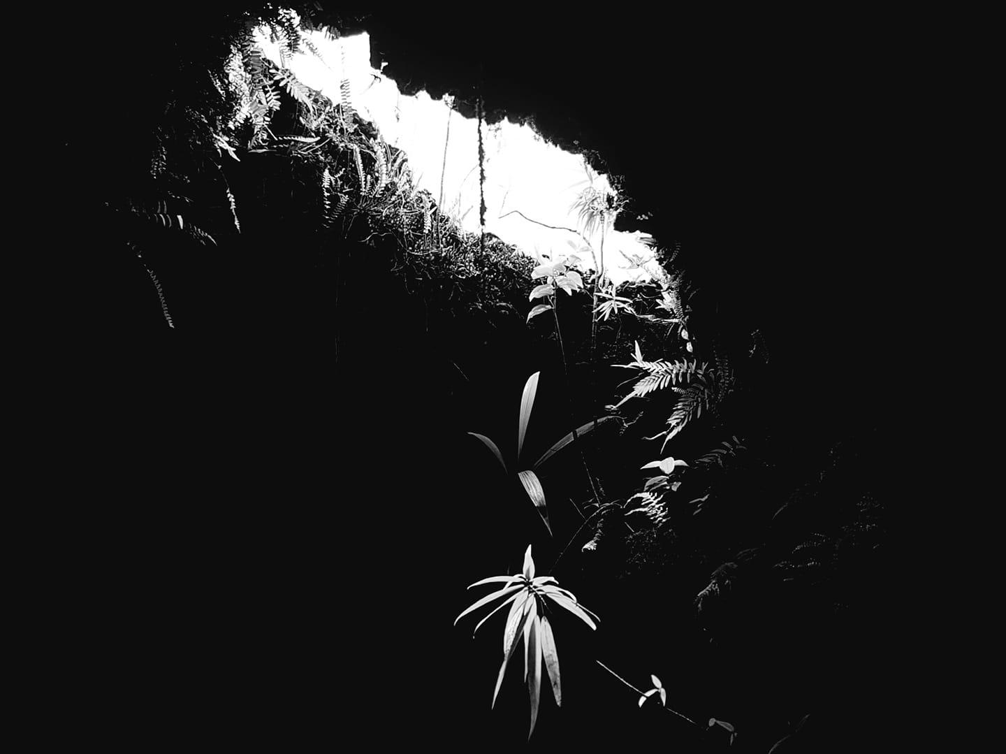 Tunnel de lave et sa végétation.